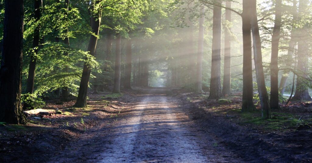 Peaceful forest pathway with sunrays filtering through trees, creating a serene atmosphere.